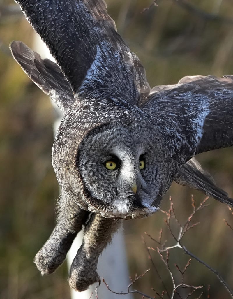 Great Grey Owls in the neighbourhood