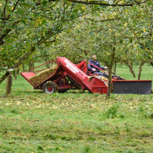Apple Harvest