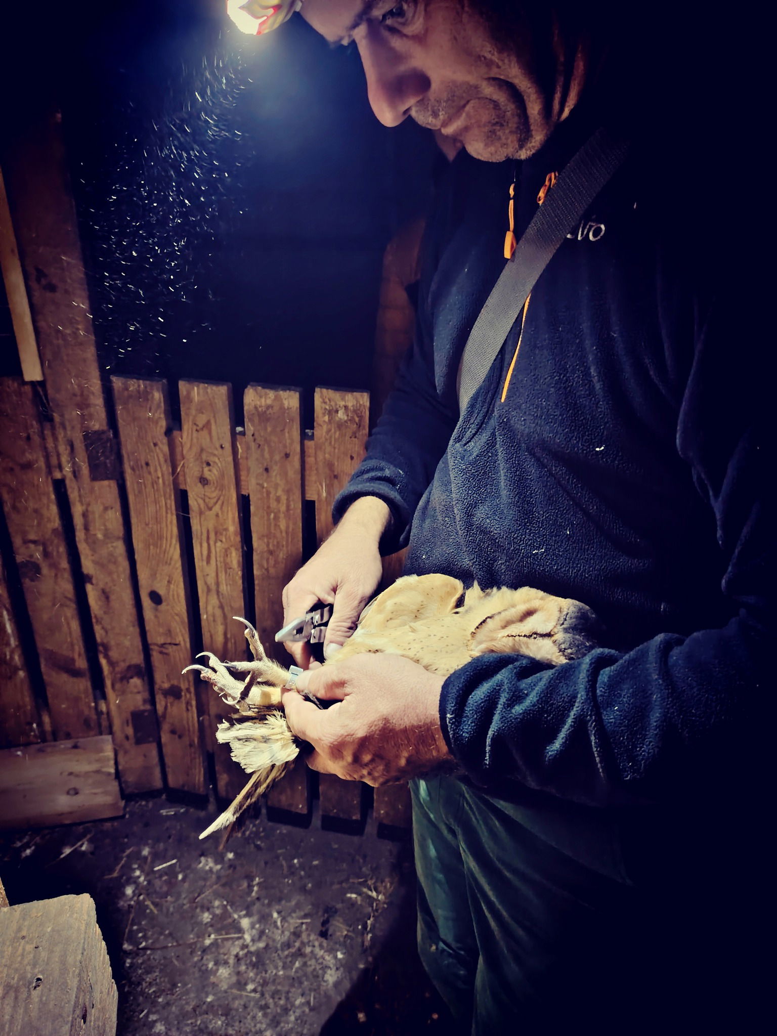 Szívecske arcú éjszakai vadász