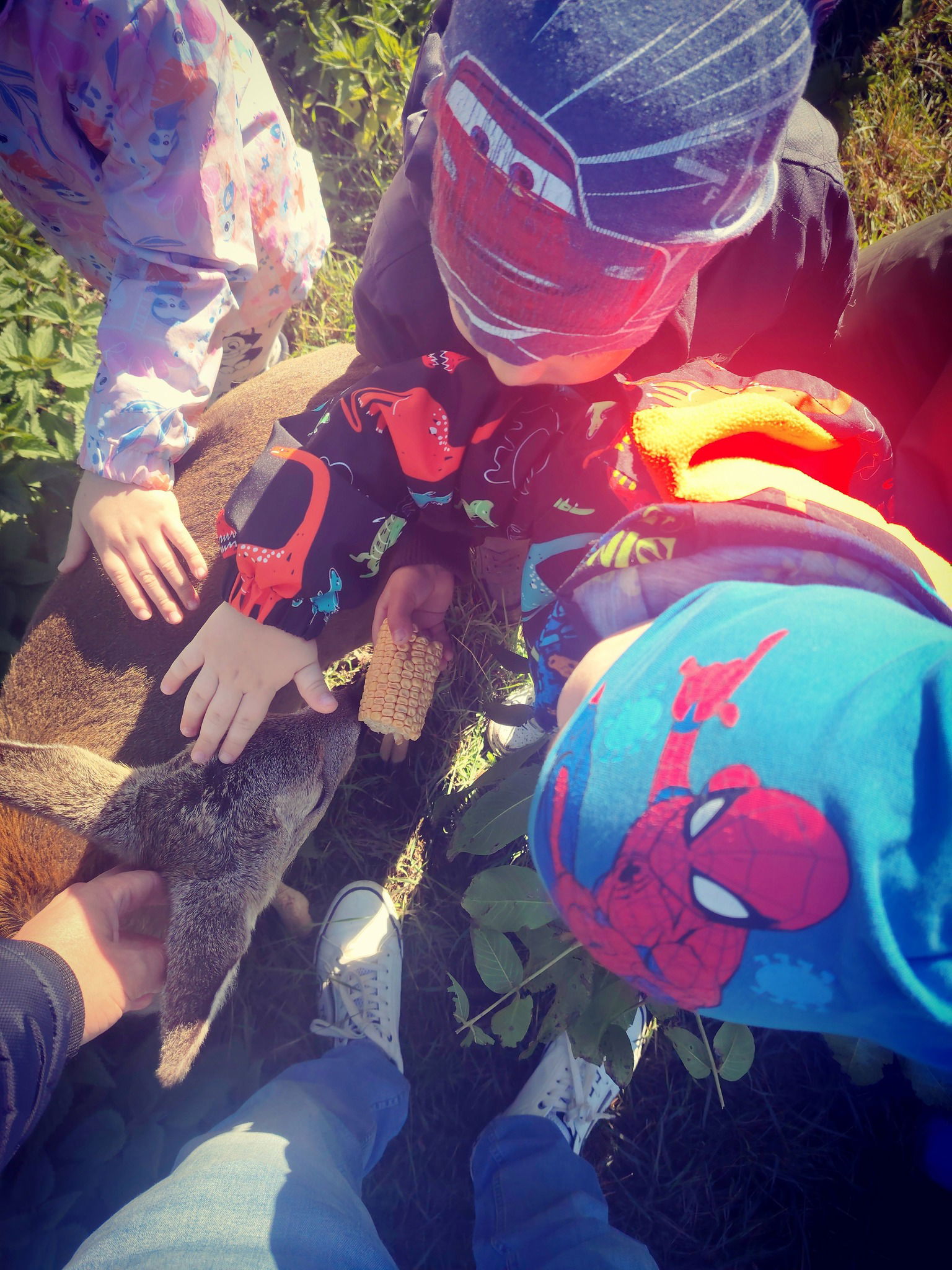 Állatok testközelből!