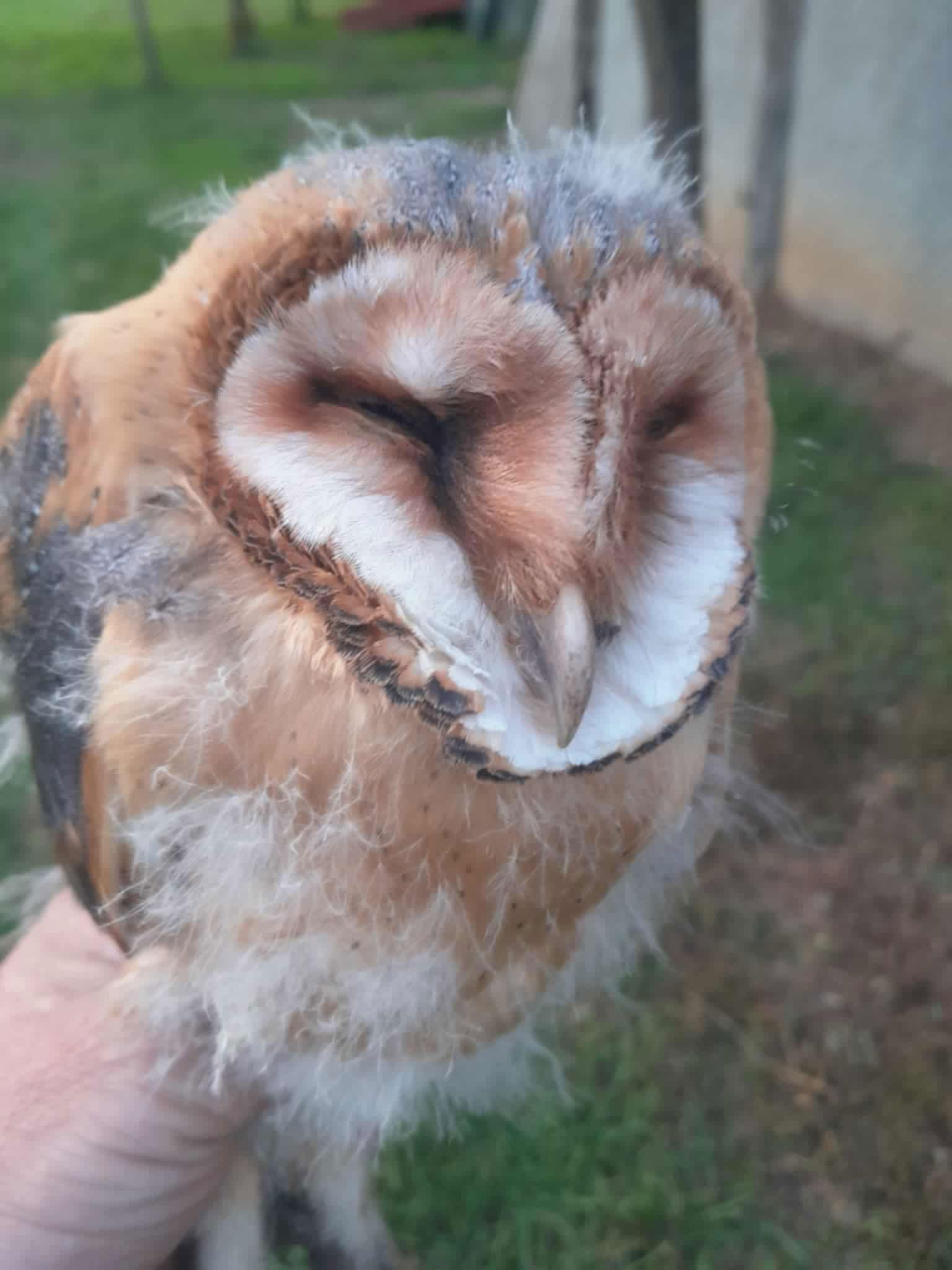 Ismét egy bagoly és ismét adomány!