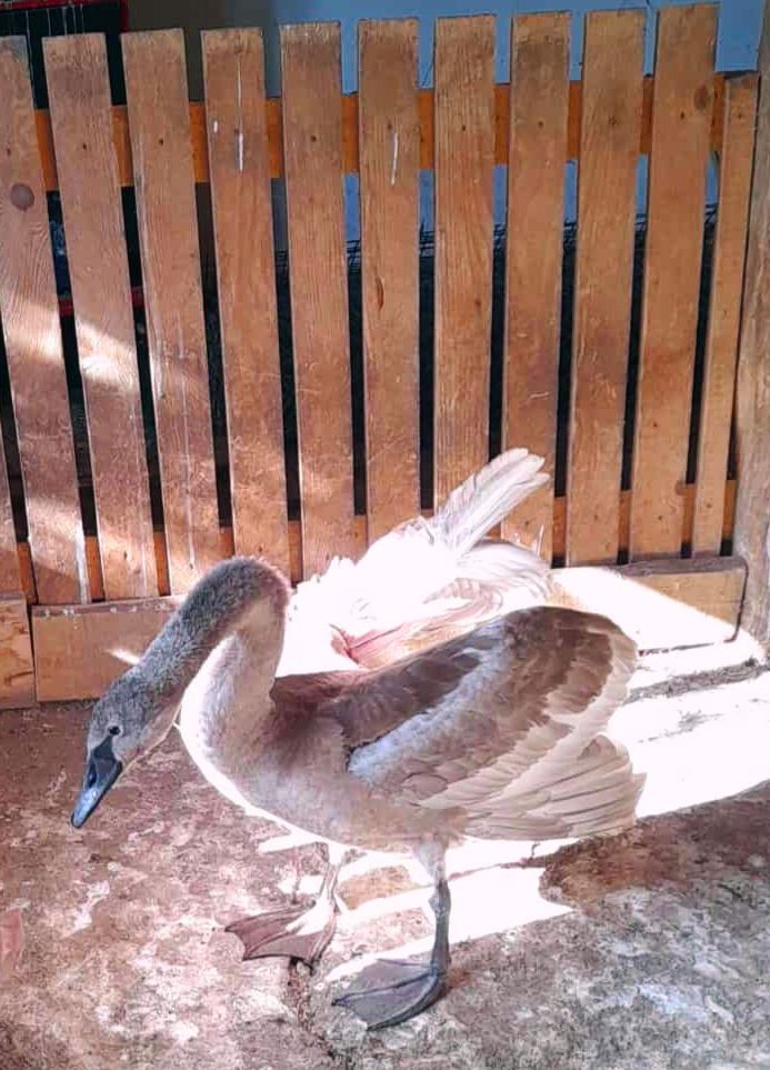 Sérült szárnyú, fiatal hattyú!