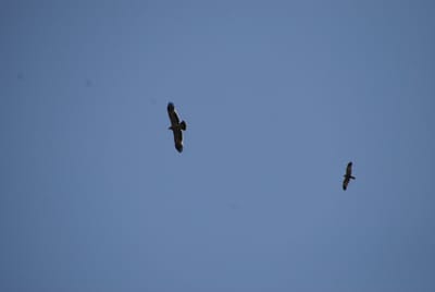 Európai madármegfigyelő napok 2009.