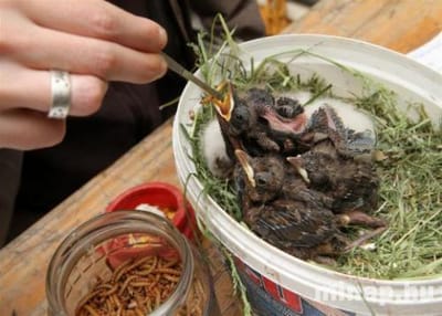 Zöld sátor, Miskolc város napján 2014.