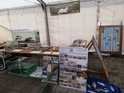 Kocsonyafesztivál 2020.