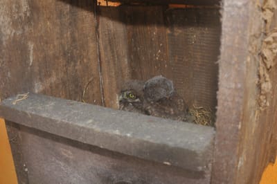 Állatmentő tevékenységünk