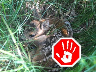 Mi a teendő fűben talált őzgida esetén?