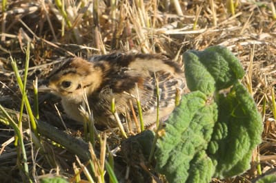 Fácán csibék mentése