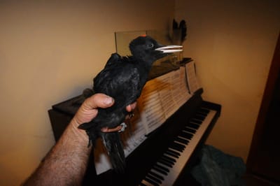 A fekete harkály esete