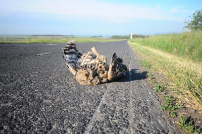 Halálra gázolt uráli bagoly