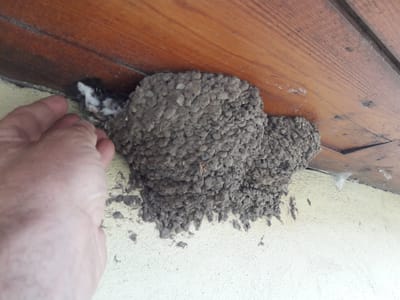 Nyári fecskementések