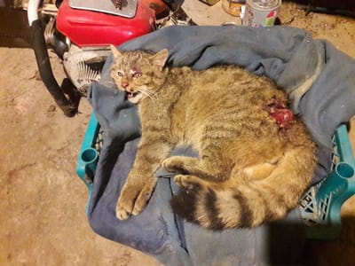 Az elütött vadmacska tragédiája