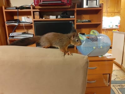 Ismét egy mókus érkezett!