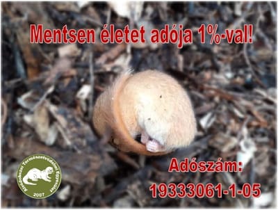 Mogyorós pele a komposztban!