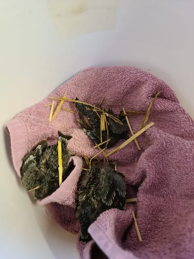 Egy kis tanácsadás