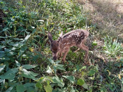 Szarvasborjú, szarvasbőgés idején!