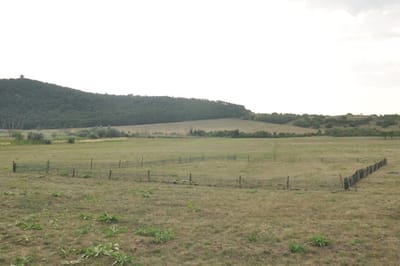 Fokozottan védett ürge egyedek áttelepítése