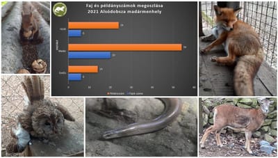 Vadon élő állatok mentése (2021-es összefoglaló)