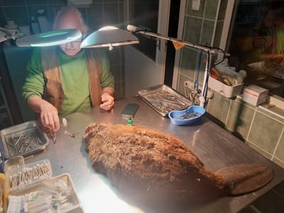 Húsvéti hódmentés