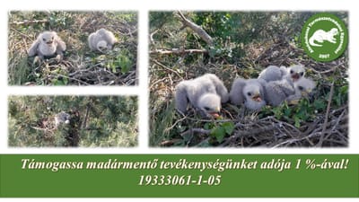 Egerészölyvek elhelyezése