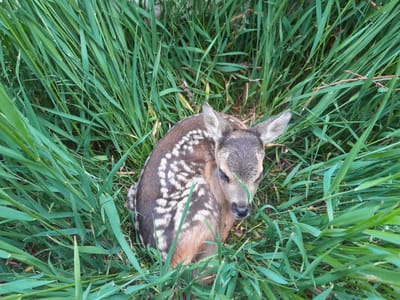 Ne nyúlj hozzá, nem árva!