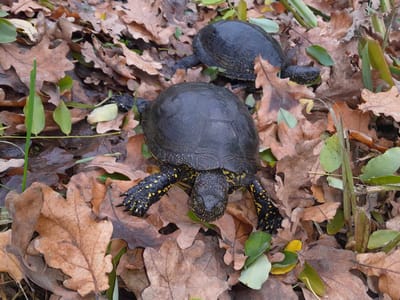 A várkerti tó állatainak mentése