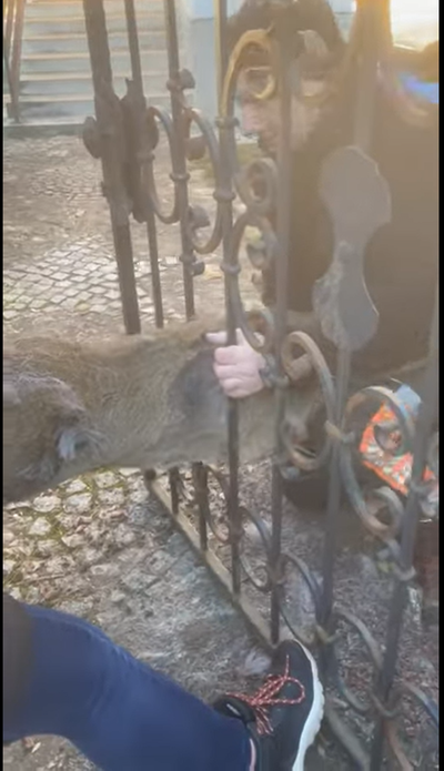 Bajba esett őz mentése