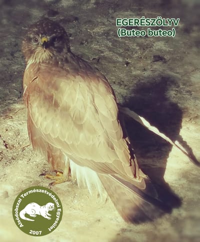 Áram ütötte ragadozó madarak!