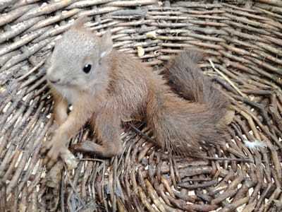 Sérült kis mókus!