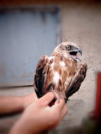 Sérült barna rétihéja (Circus aeruginosus)