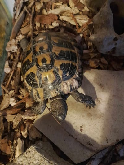 Görög teknős magyar honban!