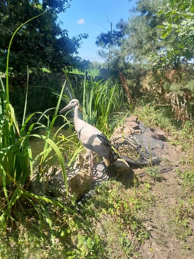 Ismét gólyák menhelyünkön!