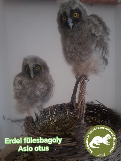 Bagoly tesók!
