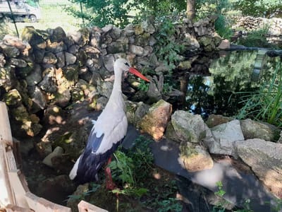 Szárnysérült fehér gólya menhelyünkön