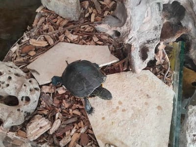 Autó ment át a mocsári teknősön!