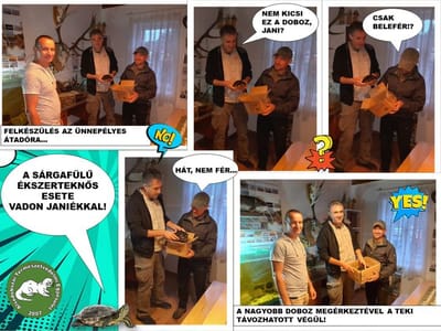 Búcsú a sárgafülű ékszerteknőstől!