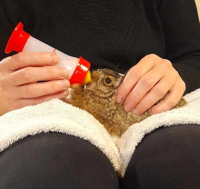 Húsvétra hangolódva