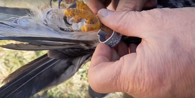 Egerészölyv elengedése!