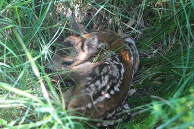 Őzgida és szarvasborjú mentés