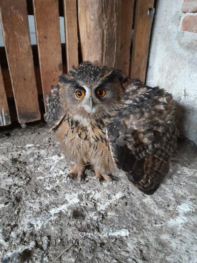 Amikor Dr. Bubó szorul segítségre