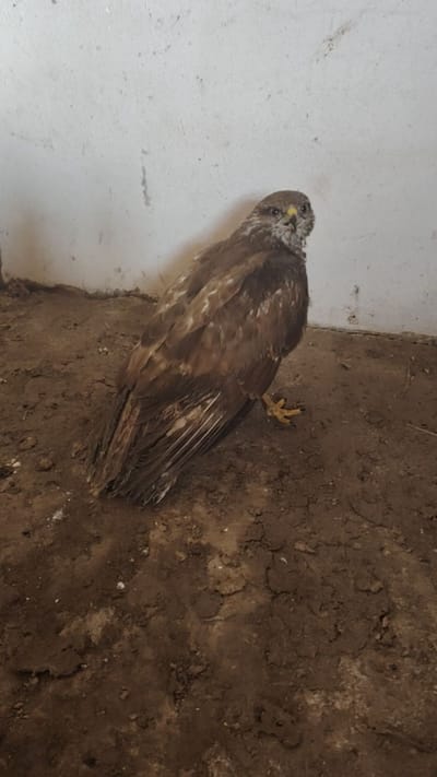 Ismét egy áramütötte madár!