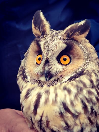 Erdei fülesbagoly mentése a megyaszói iskolások közreműködésével!