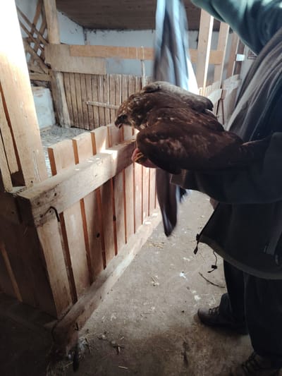 Autó gázolta egerészölyv!