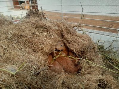 Mókusok menhelyünkön!