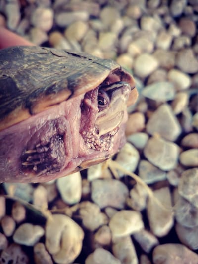 Kisállatot csak felelősséggel!