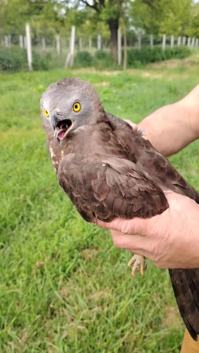 Sérült darázsölyv