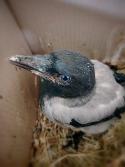 A kék szemű károgó!