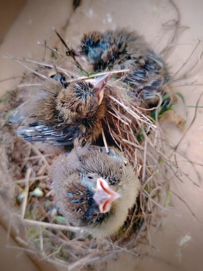 Poszáták adoptálása!