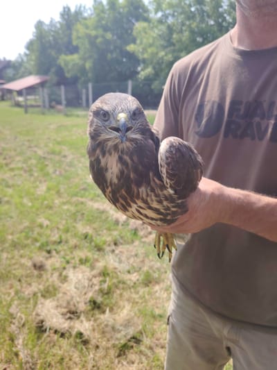 Egerészölyvek Megyaszóról