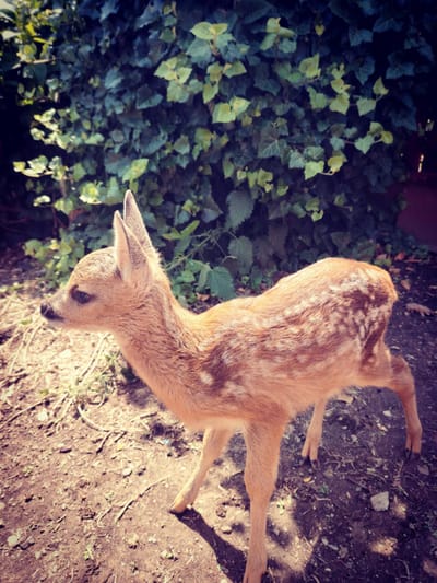 Árvának hitt őzike!